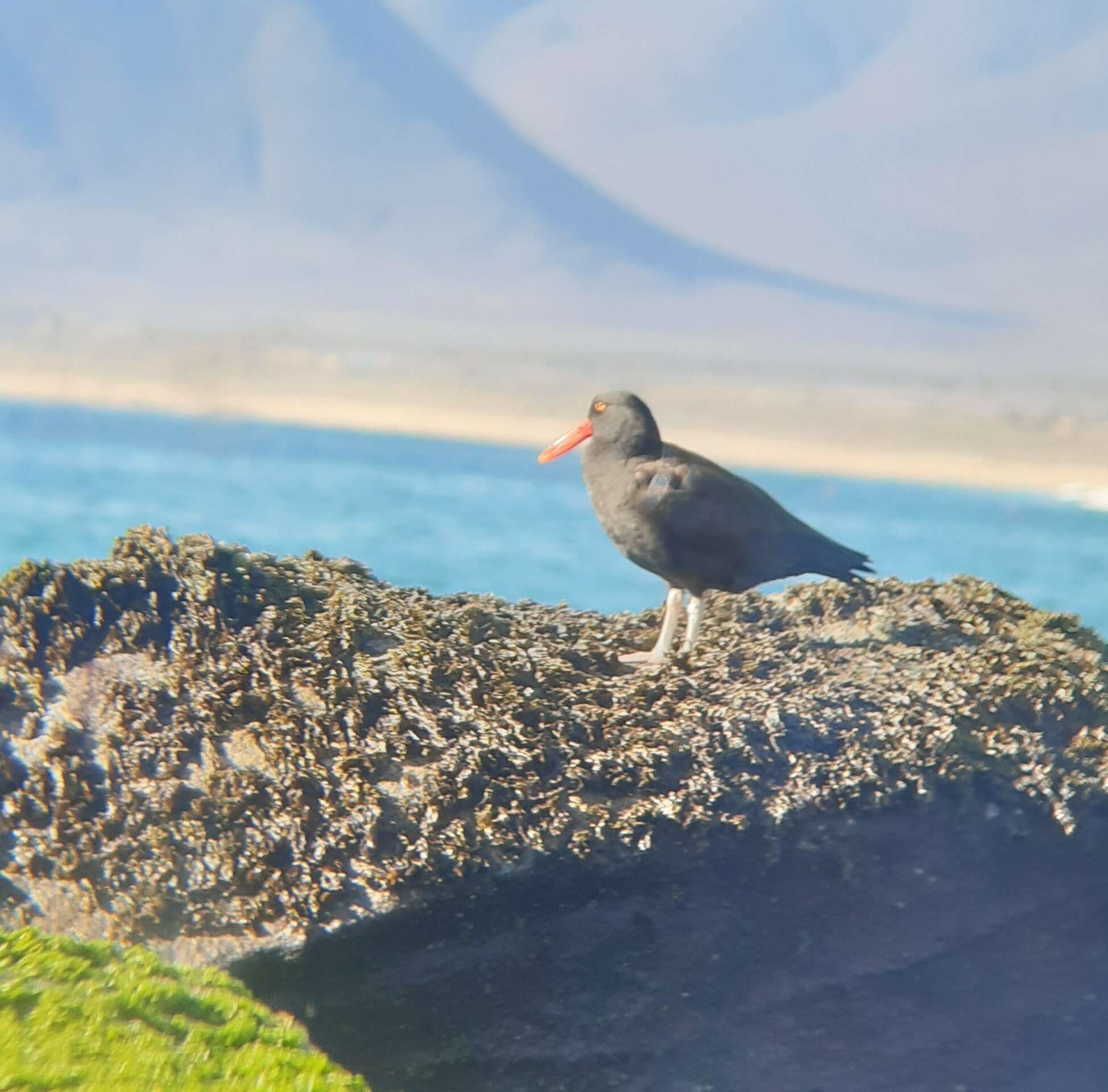 Image of Blackish Oystercatcher