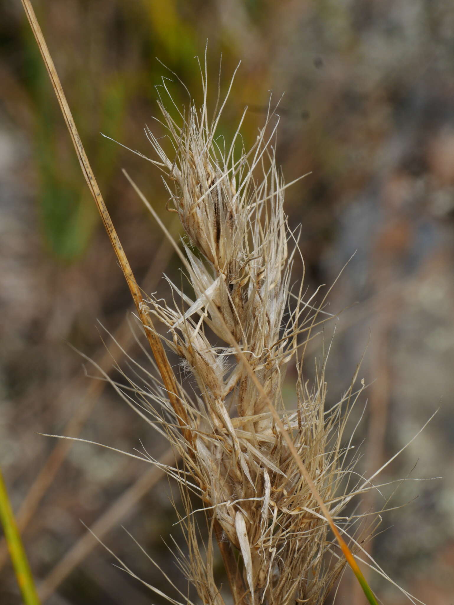 Chionochloa beddiei Zotov resmi