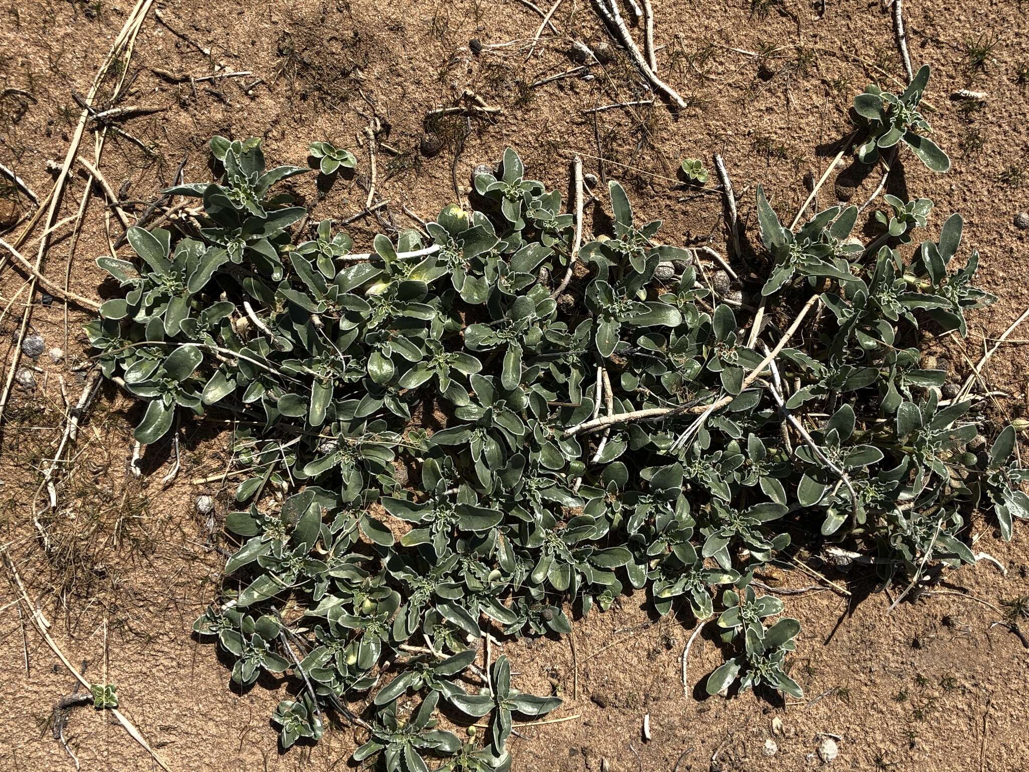 Image de Penstemon albomarginatus M. E. Jones