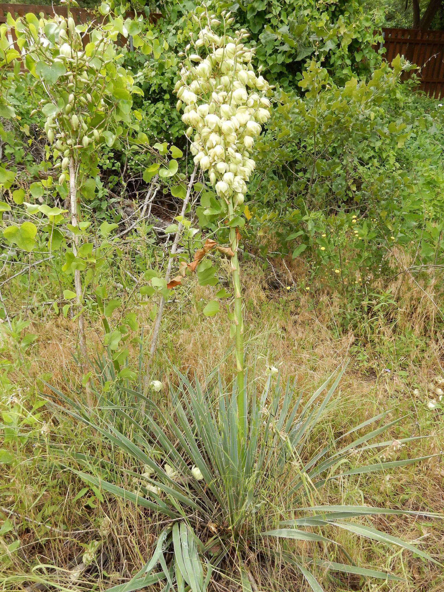 Image of Brazos River yucca