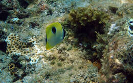 Image of Limespot Butterflyfish