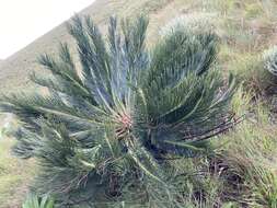 Image of Drakensberg Cycad