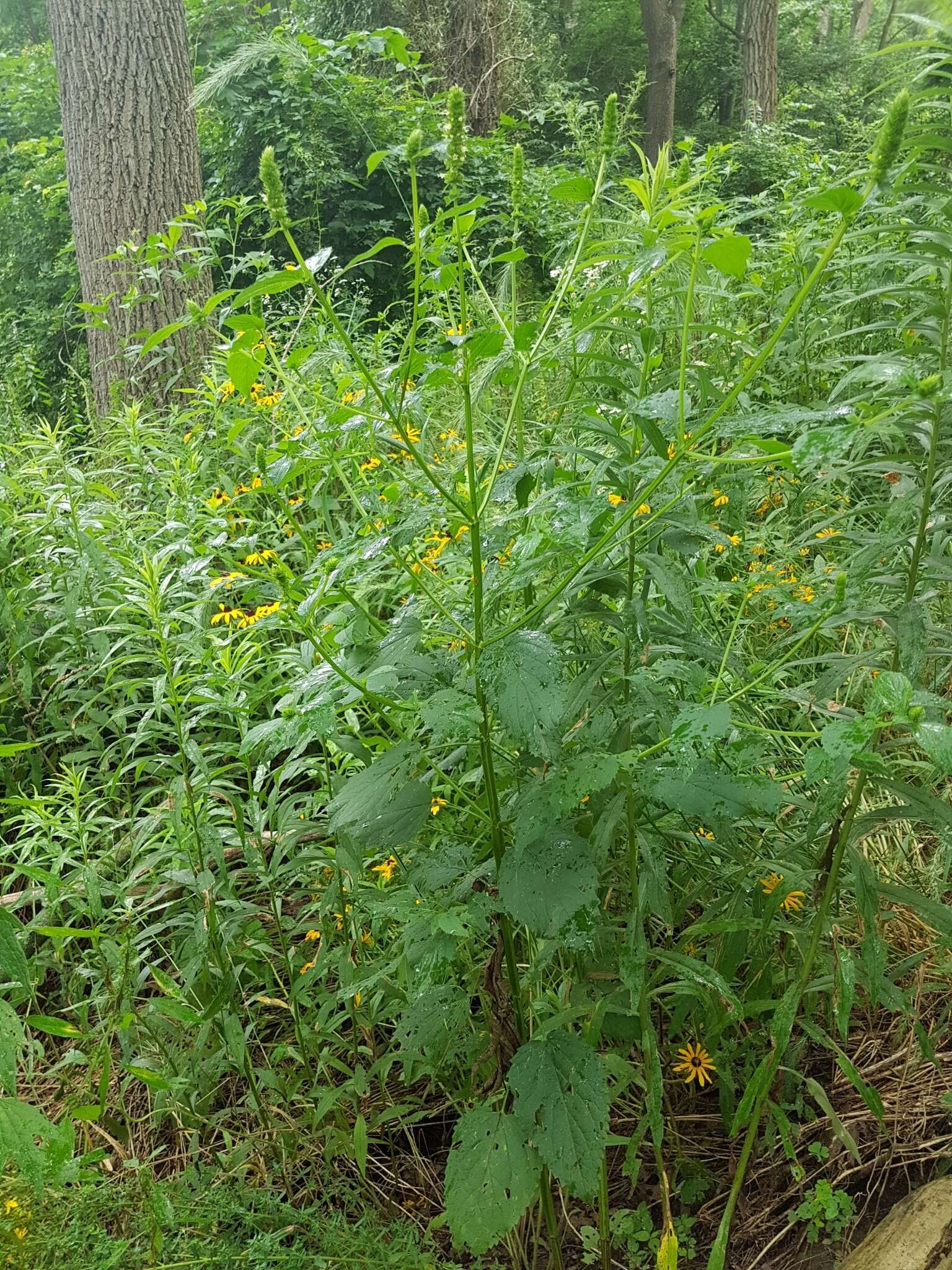 Image of Yellow Giant Hyssop