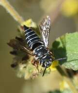 Image of Coelioxys mexicanus Cresson 1878