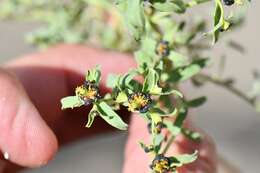 Imagem de Euphorbia tibetica Boiss.