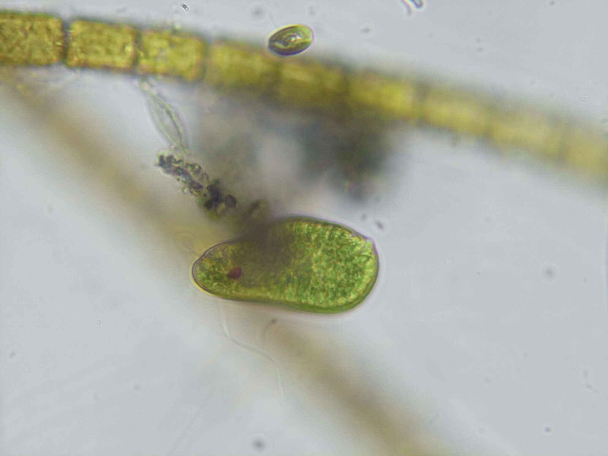 Imagem de Euglena oblonga F. Schmitz 1884