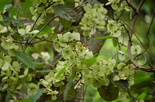 Image de Hiraea reclinata Jacq.