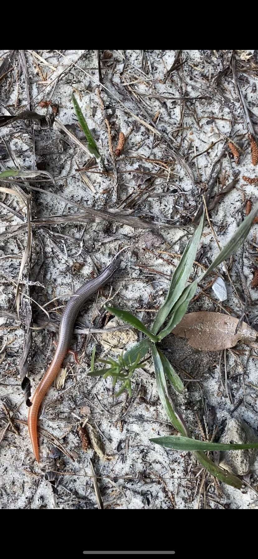 Plancia ëd Plestiodon egregius similis Mcconkey 1957