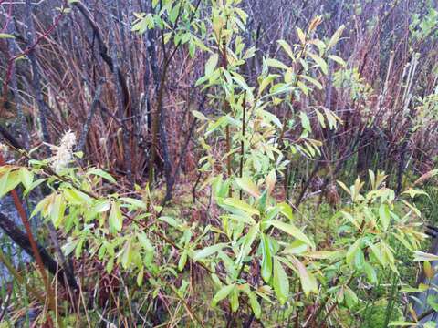 Image of Missouri River willow