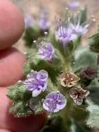 Phacelia palmeri Torr. ex S. Wats.的圖片