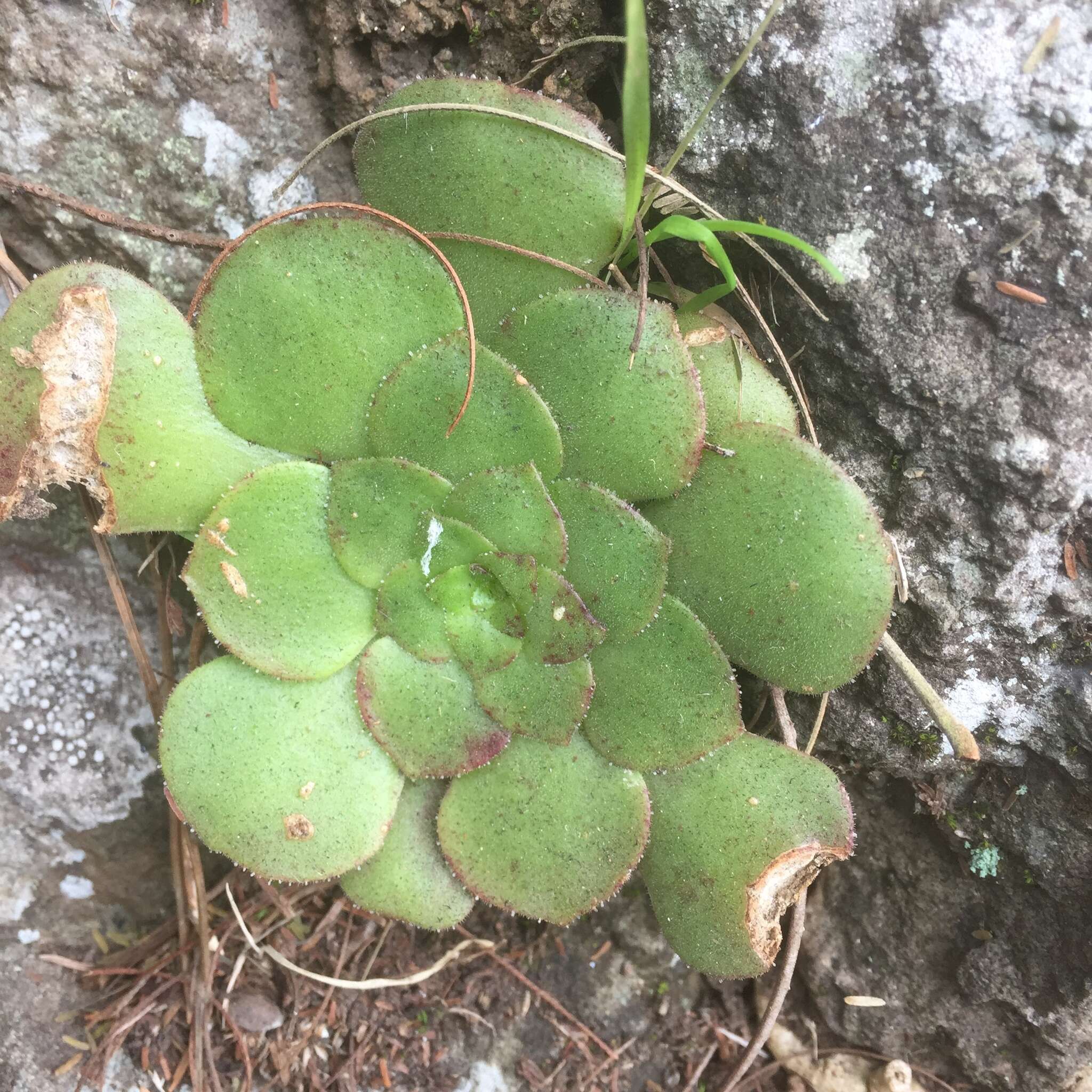 Image of Aeonium glandulosum (Ait.) Webb & Berth.