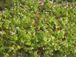 Image of horseshoe geranium