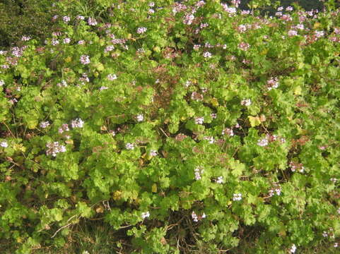 Image of horseshoe geranium