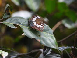 Image of Euthalia adonia Cramer 1782