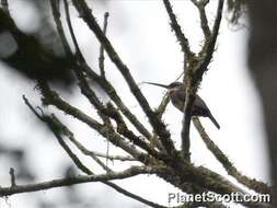 Image of Dusky-backed Jacamar