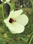 Hibiscus aculeatus Walt. resmi