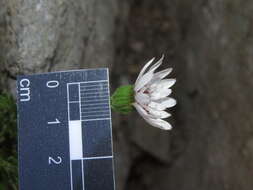 Leucheria papillosa Cabrera resmi