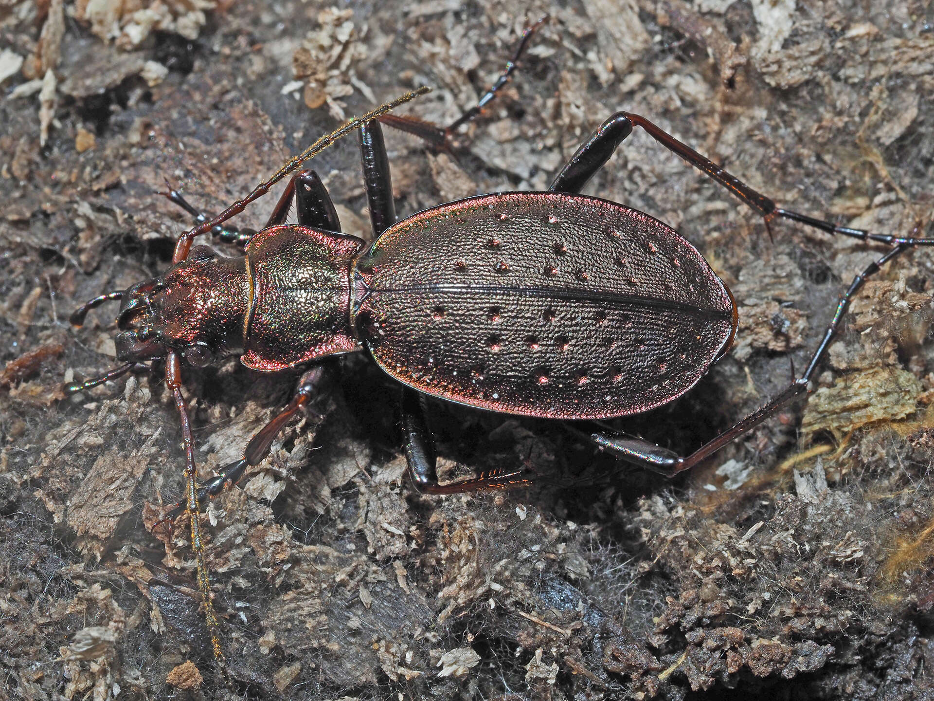 Image of Carabus (Platycarabus) irregularis Fabricius 1792