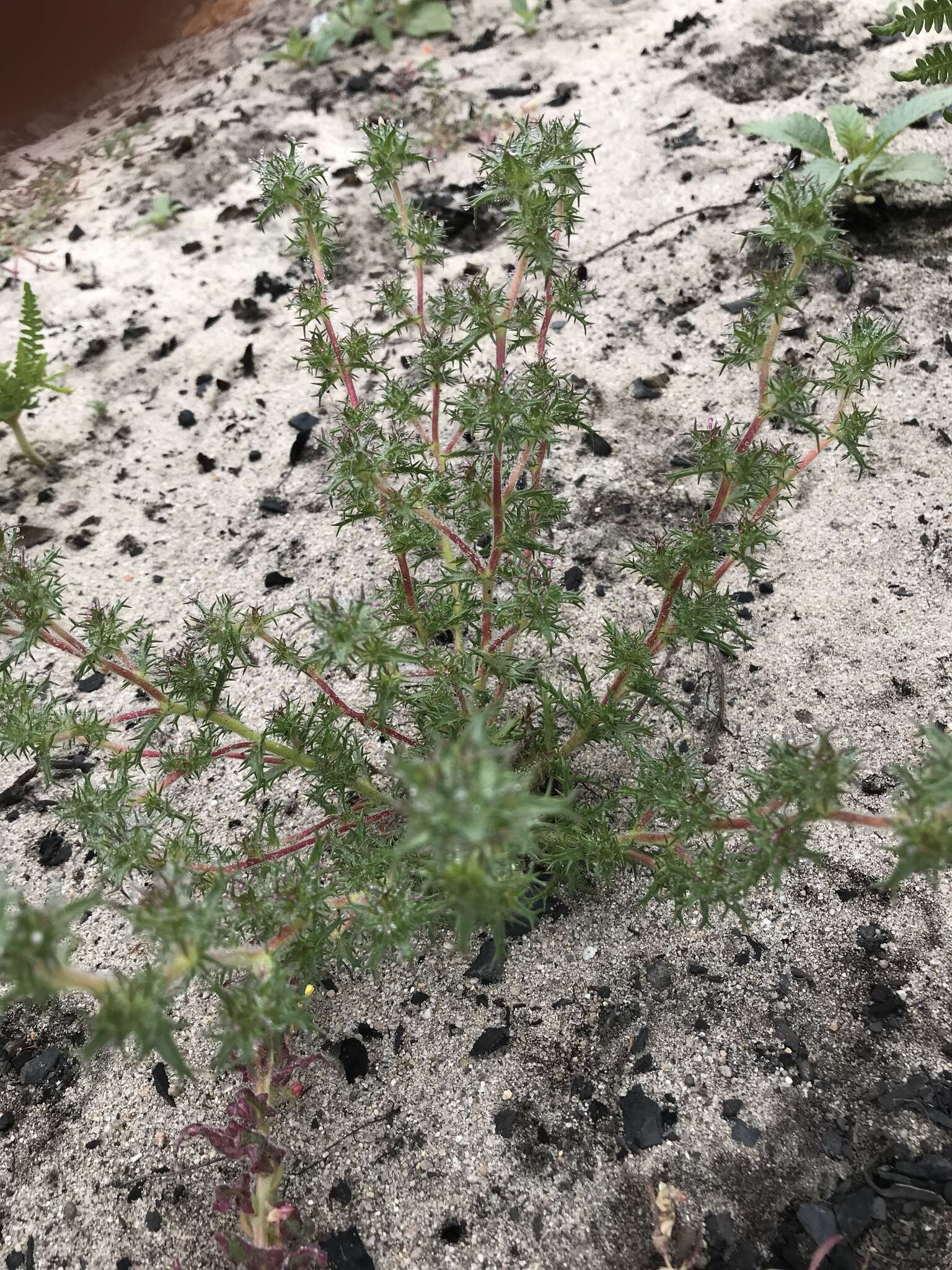 Image of small-lobe navarretia