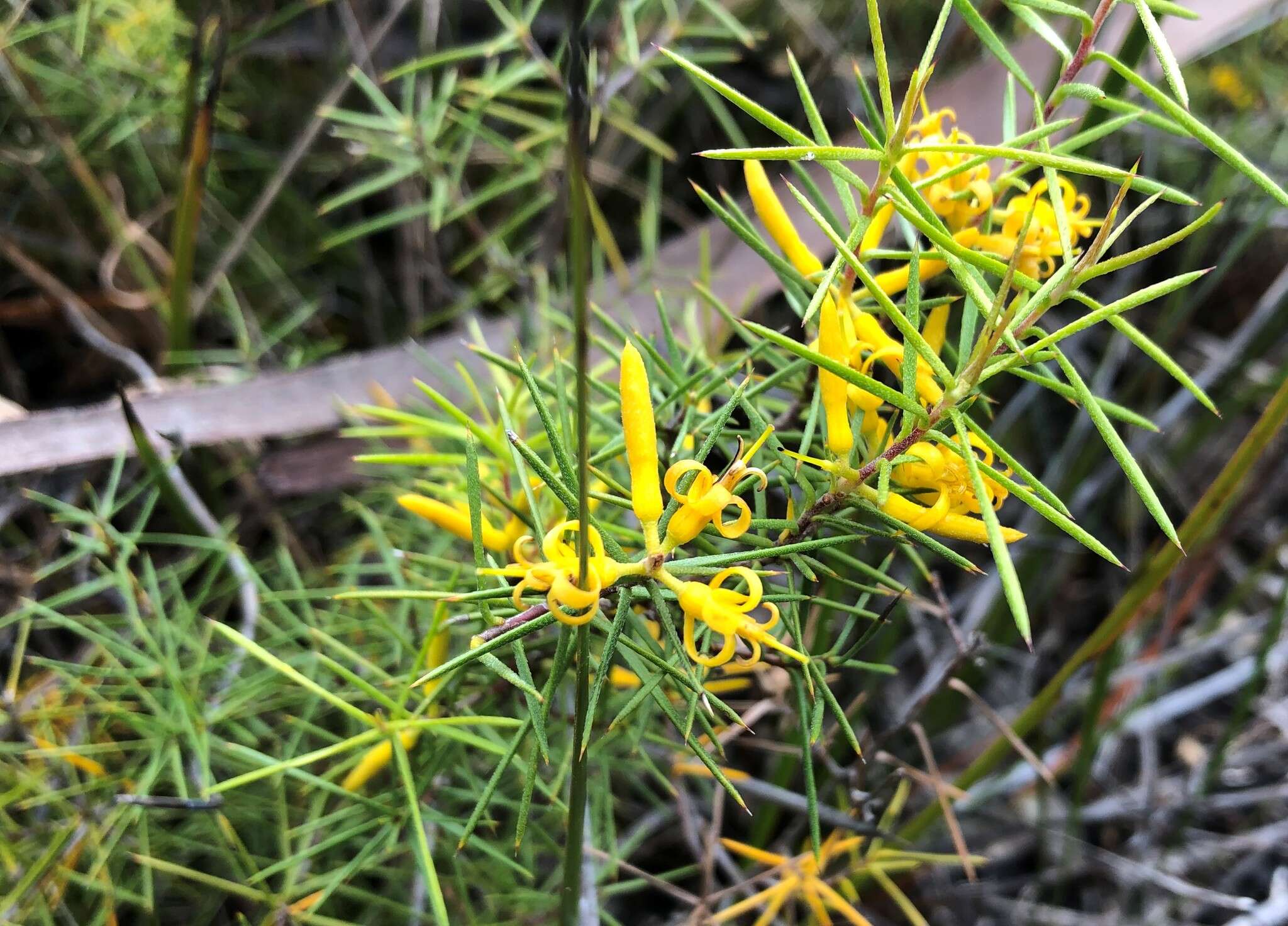 Imagem de Persoonia juniperina Labill.