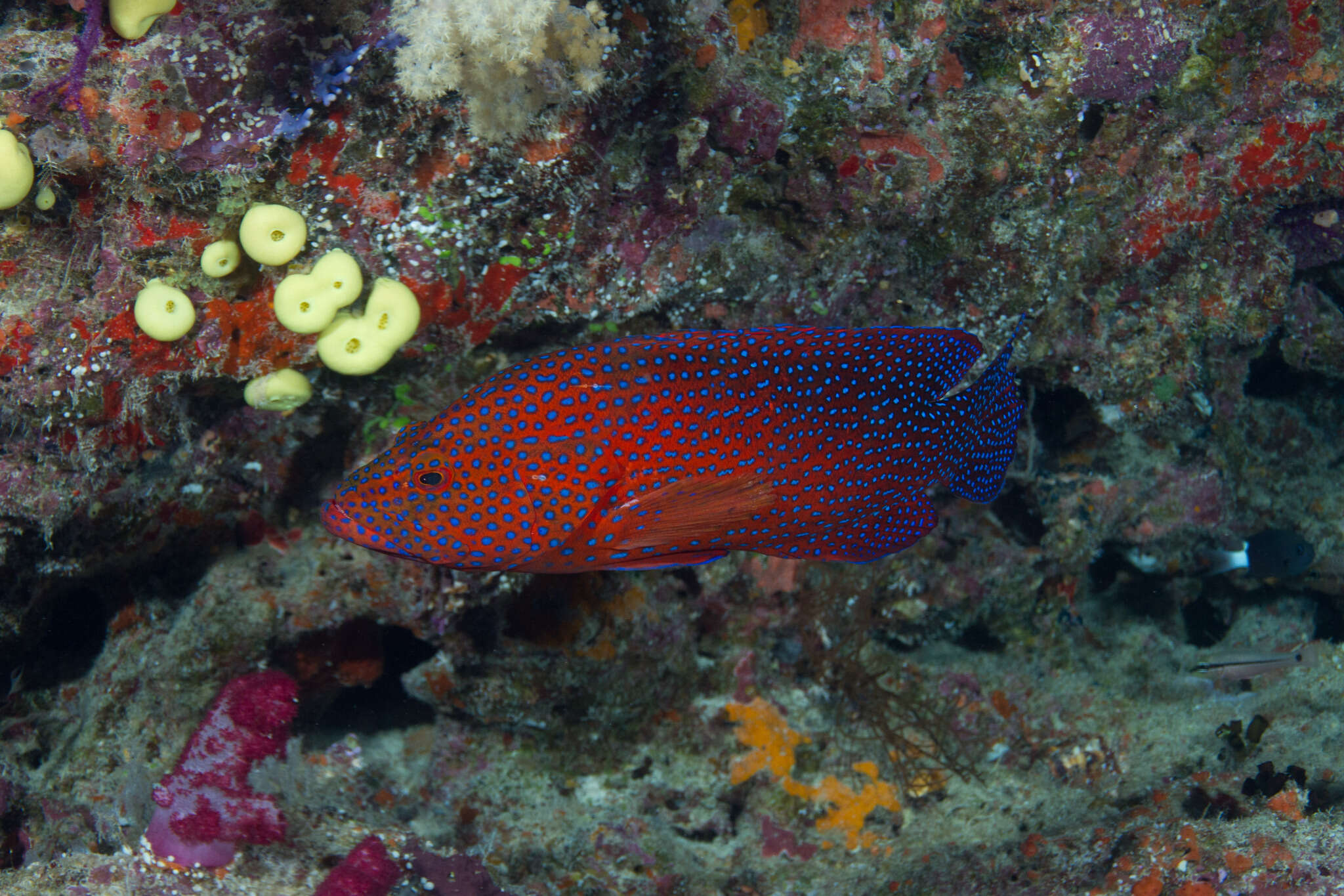 Cephalopholis miniata (Forsskål 1775) resmi