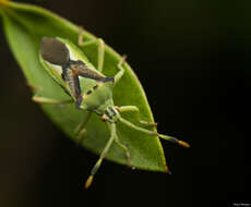 صورة Ceratopachys nigricornis (Germar 1838)