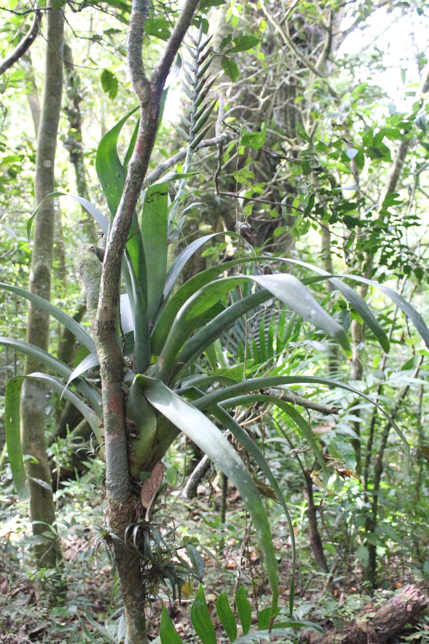 Image de Pseudalcantarea viridiflora (Beer) Pinzón & Barfuss