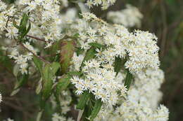 Image of Olearia lyrata (Sims) Hutch.