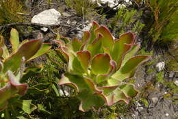 Imagem de Protea speciosa (L.) L.