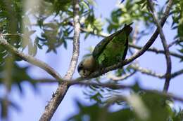 Image of Brown-necked Parrot