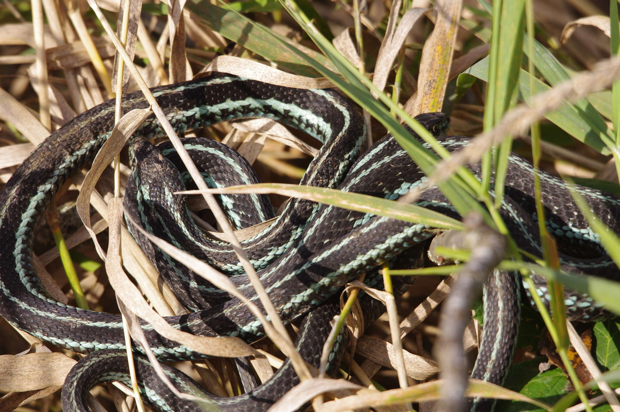 Image of Thamnophis sirtalis pickeringii (Baird & Girard 1853)