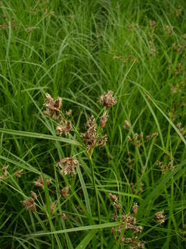 Image of Bolboschoenus yagara (Ohwi) Y. C. Yang & M. Zhan