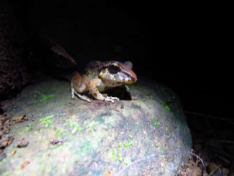 Image of Fitzinger's Robber Frog