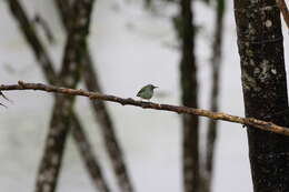 Image of Shining Honeycreeper