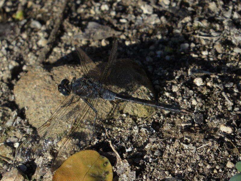 Image of Long Skimmer