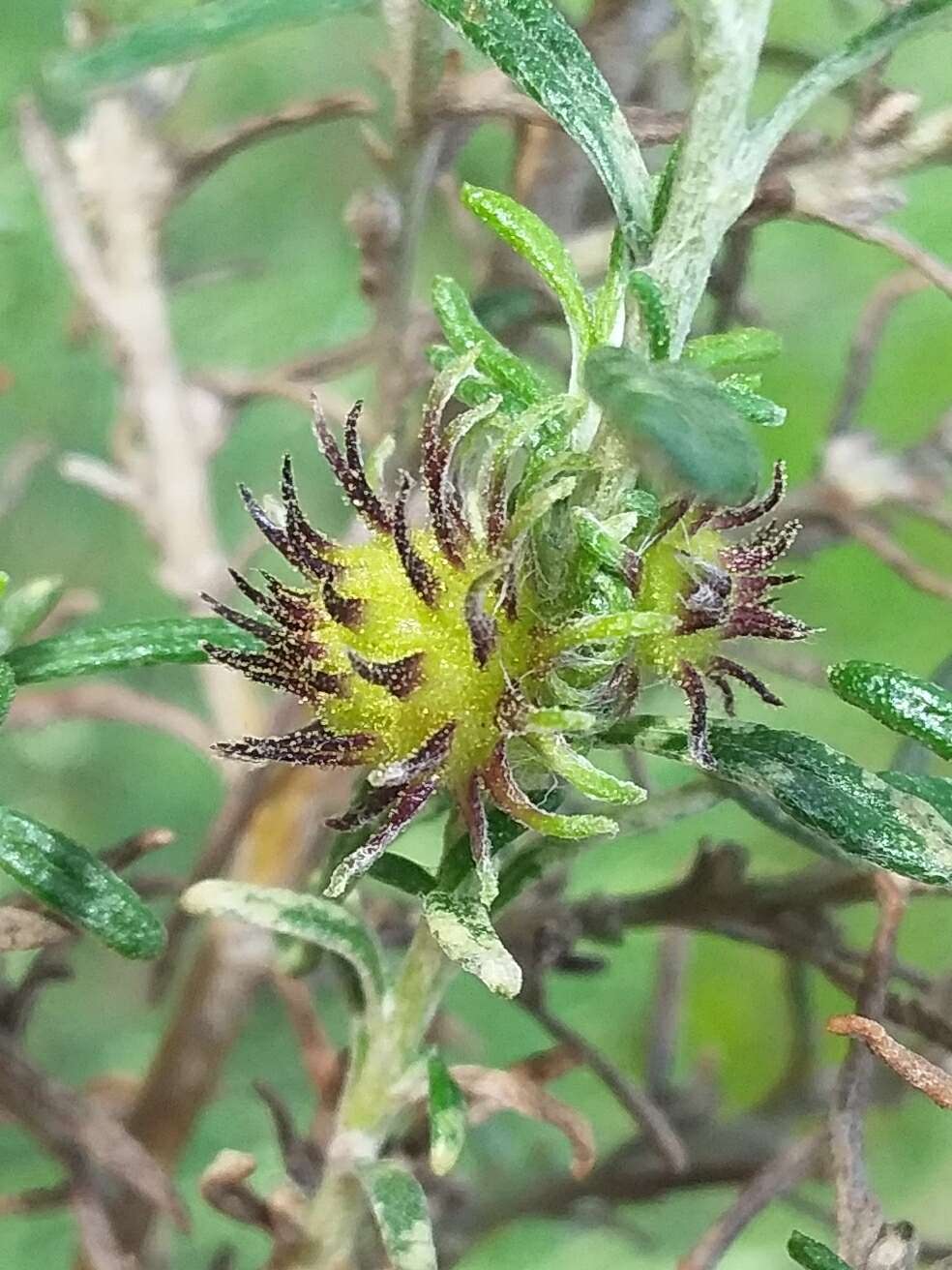 Image of Trigonomyia ananas Kolesik 1996