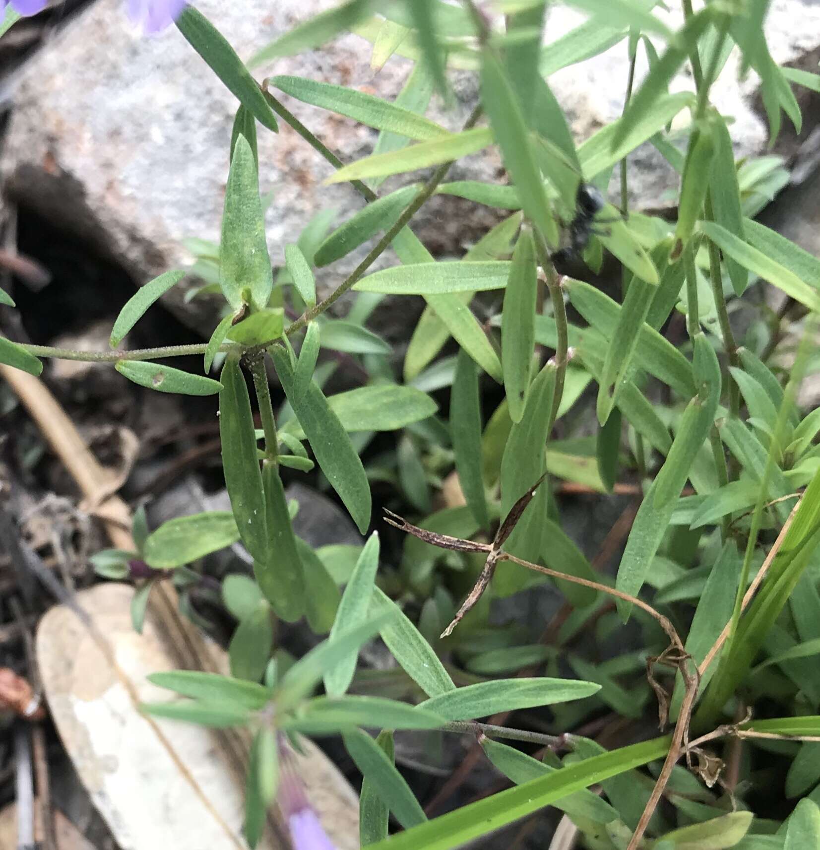 Hedeoma hyssopifolia A. Gray resmi