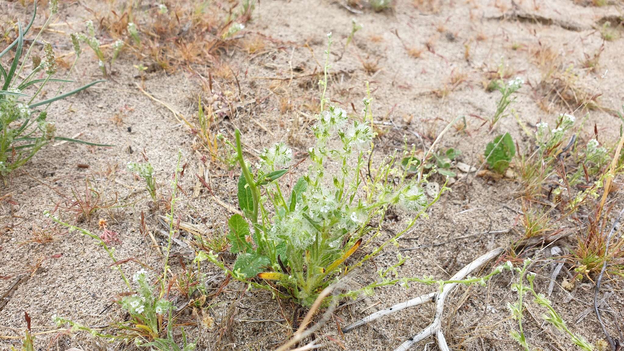 Plancia ëd Cryptantha ganderi I. M. Johnst.