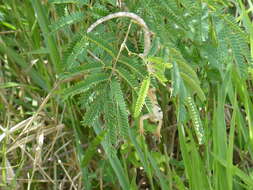 Image of Brazilian Bush Anole