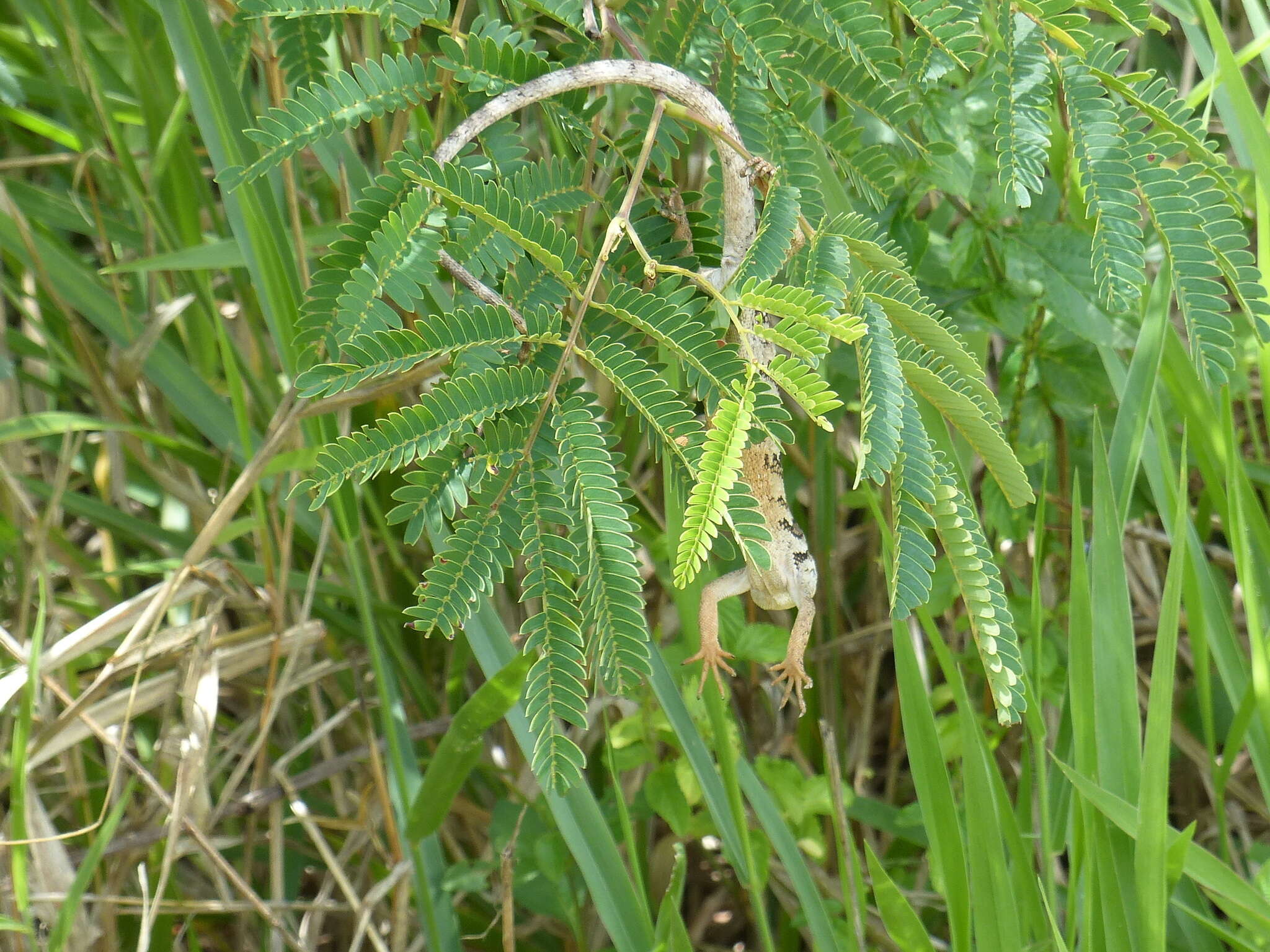 Image of Brazilian Bush Anole