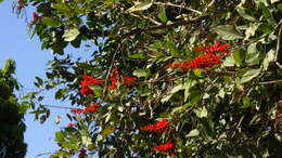 Image of Erythrina senegalensis DC.