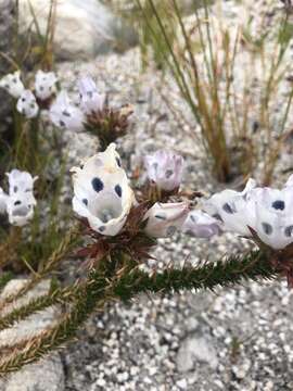 Image of Roella maculata Adamson