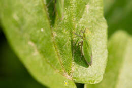 Image of Helochara mexicana Hamilton 1986