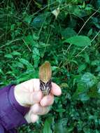 Plancia ëd Aristolochia pilosa Kunth