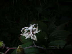 Image de Tricyrtis macropoda Miq.