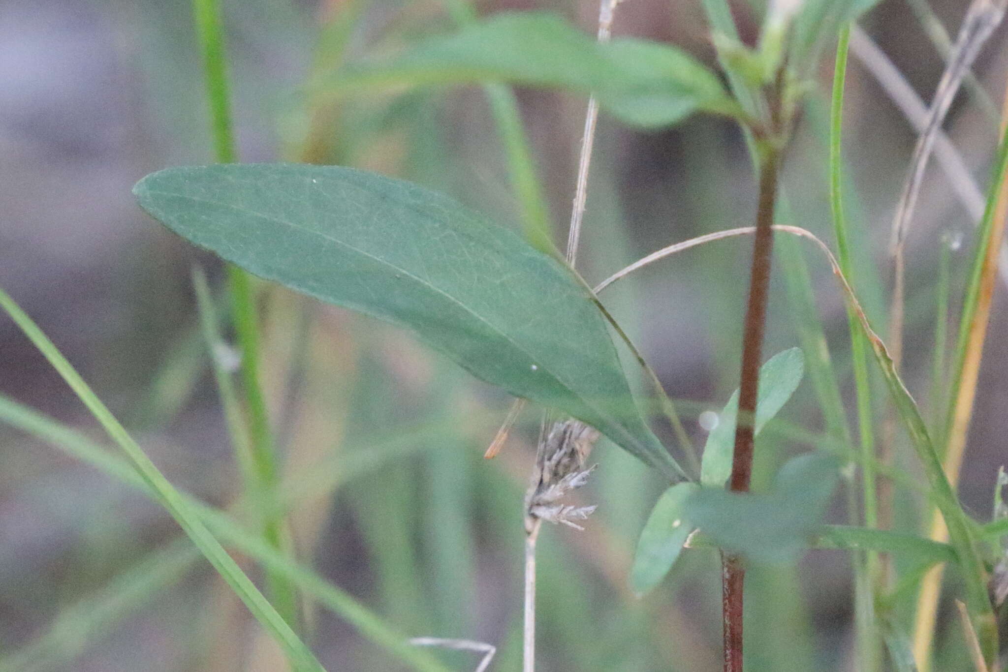 Pseuderanthemum variabile (R. Br.) Radlk. resmi