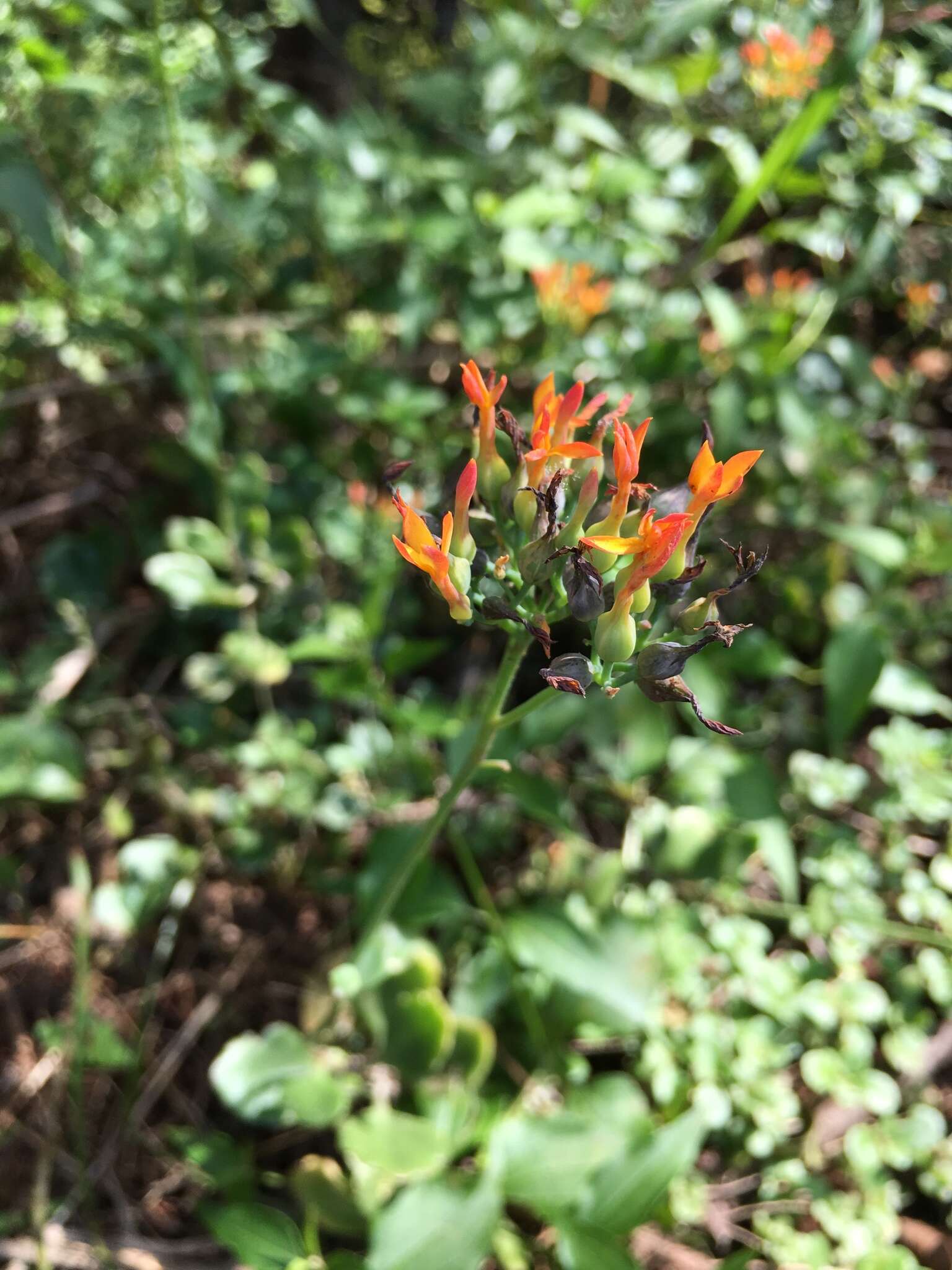 Image of Common kalanchoe