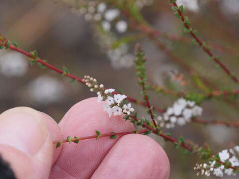 Image of Leucopogon glabellus R. Br.