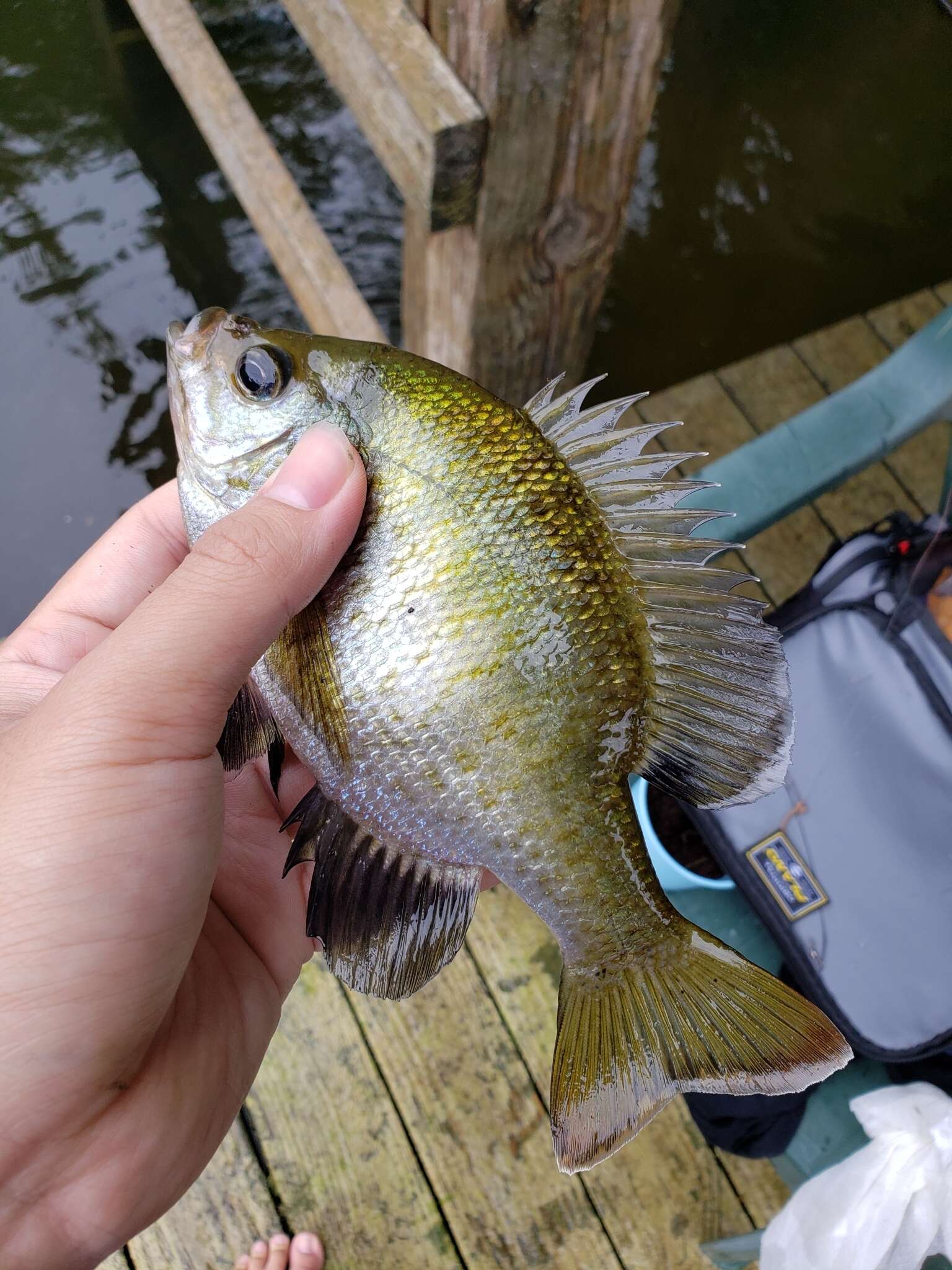 Image of Bluegill Sunfish