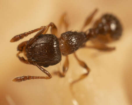 صورة Tetramorium frigidum Arnold 1926